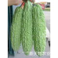 Asian China  hybrid F1 white bitter gourd Balsam Pear seed